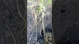 @атомщик-ватсапнапс4оригинал  реклама психиатрической больницы номер К-33