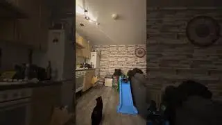 Paranormal activity? Ghost? Spirit? Orb? On camera!Cat communicating with spirit angel?!