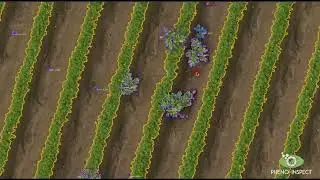 Plant-Analyzer: CM-Level Application Maps in Carrots