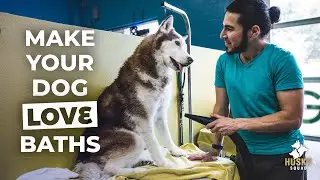 Как купать сибирского хаски, часть 2 | Husky Squad