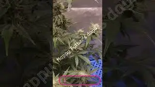 Medical Cannabis - Double Grape  #happyfathersday