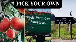 Pic Your Own I Garson Farm Easher I Crispy Cream Droughts I