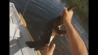 Feeding and catching Snapping Turtle by hand!