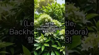레몬 머틀(Lemon Myrtle, Backhousia citriodora) 활용법 TOP 3!