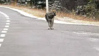 Grizzly Bear, Elk, Wolf - Top Encounters of 2025 (November)