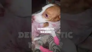 Ralph Dog Canine Demodectic Mange Environmental Allergies Dermatitis Skin Red Bumps Rash Hotspots