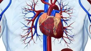 Stem Cells: Mending a broken heart?