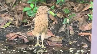 Buffy Fish Owl.4
