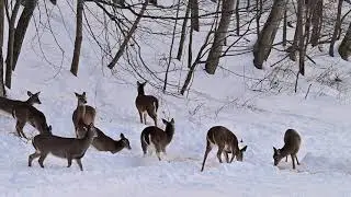 Winter Whitetail 1