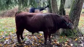 Спасибо, RdoubleD RA!
