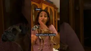 Honest Vet reaction #vetdoctor #veterinary #vetnurse