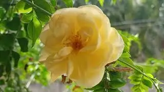 David Austin Rose # Graham Thomas Rose # Short climber # very fregrant # India