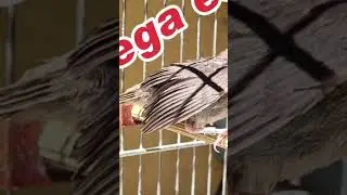 Piado de f&ecirc;mea de tiziu pega essa