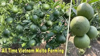 Vietnam Malta Farming/Baramasi Vietnam Malta Lemon Plant/Vietnam Malta Mosambi