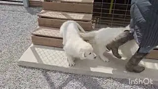 Paws-N-Play Puppies Playtime 🐶