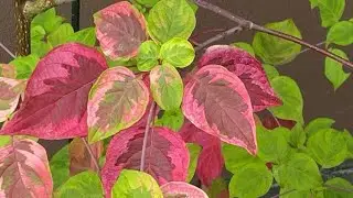 Pagoda Dogwood, 