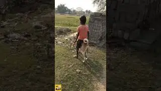 funniest desi dog videos || desi little boy play with dogs