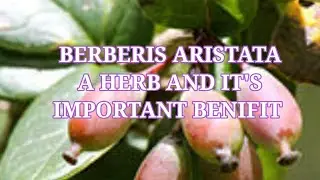 Berberis aristata || berberis aristata and its imortantberberis aristata ayurvedaberberis