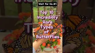 Top 10 incredibly rare types of butterflies #top #butterfly