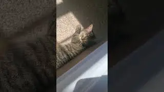 Sadie knows all the best sun spots