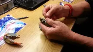 How to use crab claws as bait