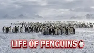 Life of Penguins 🐧❄️ | Beautiful Cinematic 4K Shots