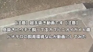 大人のカブトニオイガメの飼育環境