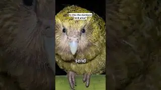 How Scientists Save The Kakapos