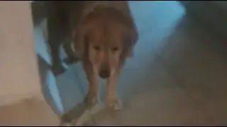 Funny Dog Videos That Will Make You Laugh
