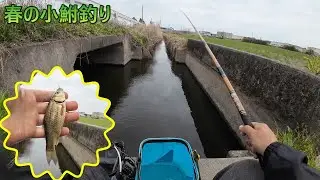 春の小鮒釣り