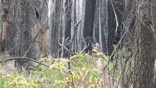 Giant Oregon Wenaha Bull