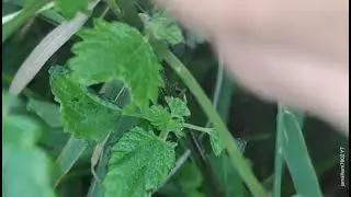 05 - Cardinal ladybird (Novius cardinals), Coccinelle cardinale,ベダリアテントウ, کفشدوزک استرالیائی, دعسوقة