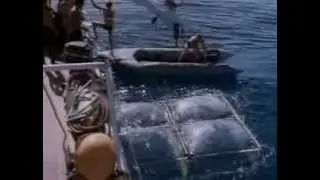 La Collection Cousteau 69/90 - Les requins (1967)