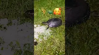 Eating Rice🌾🐢🥰#shorts#viral #trending#eating #animals#subscribe #nature#viralvideo#trendingshorts