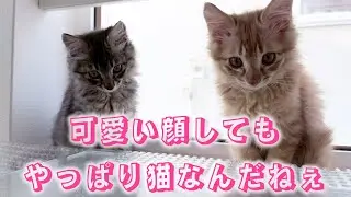 【これはほんの序章に過ぎなかった…】