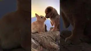Cute animals compilation | #cuteanimals #cuteanimemoments #cuteanimalscompilation #shorts