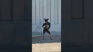 Perro b&aacute;ilalo rocky #perros #lomiiel #bailando
