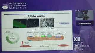 Células satélite musculares: ¿Qué son? los factores de activación, fibras tipo I y   II, sarcopenia.