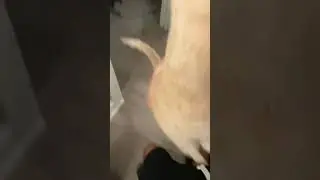 Dad have no time to pet him 😭😭😭