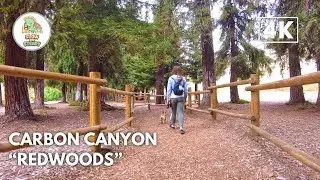 [4K] Walking tour | Carbon Canyon Regional Park, California | Redwoods In Southern California