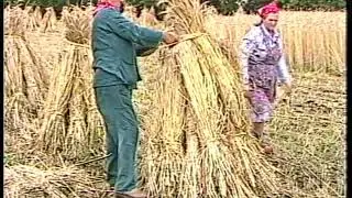 Lichtaartse Kloppers 1989 koren pikken Gierle