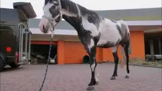 Mehr als nur ein Pferd ...