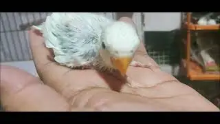 Rare bird produced in this Season.