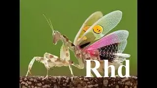 Praying mantis, Scorpions, dragonfly,  Insect Eaters,  Nature 2018 HD Documentary.