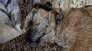 worlds loudest border terrier!