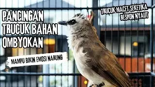 Trucukan Gacor ROPEL PANJANG Saat Subuh COCOK untuk Pancingan Trucuk BAHAN dan MASTERAN TRUCUK Paud