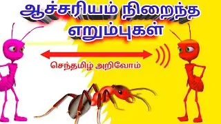ஆச்சரியம் நிறைந்த எறும்புகள் பற்றிய தகவல்கள்|facts about ants in tamil#shortsfeed #trending#shorts