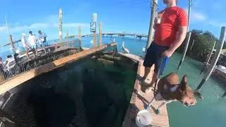 Feeding Tarpon at Robbie&rsquo;s Marina in the Florida Keys (Dog-Friendly Adventure!)