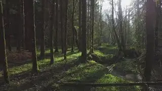 Letting forests rebuild themselves is best way to restore them from deforestation, experts say