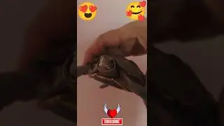 DANCING TORTOISE TUTTLE ❤️🐢❤️#shorts  #entertainment #turtle #tortoise